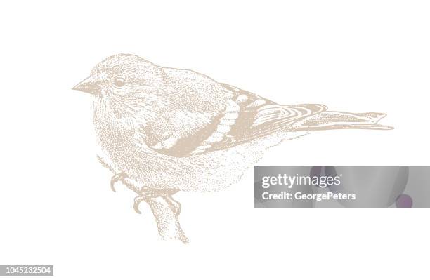 mezzotint illustration of an american goldfinch perching - american goldfinch stock illustrations