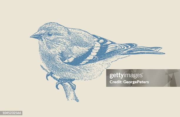 mezzotint illustration of an american goldfinch perching - american goldfinch stock illustrations