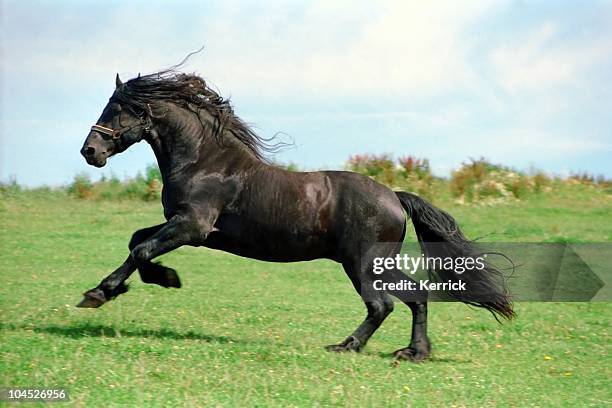 black power-friesian horse hengst - friesian horse stock-fotos und bilder