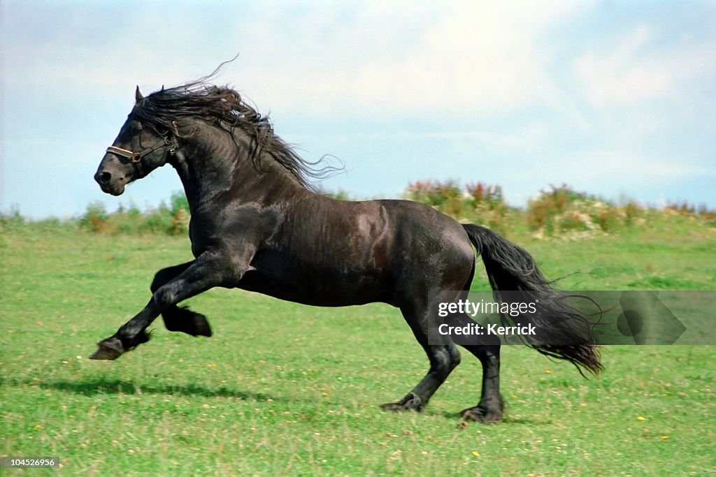 Potenza-cavallo nero Stallone friesian,
