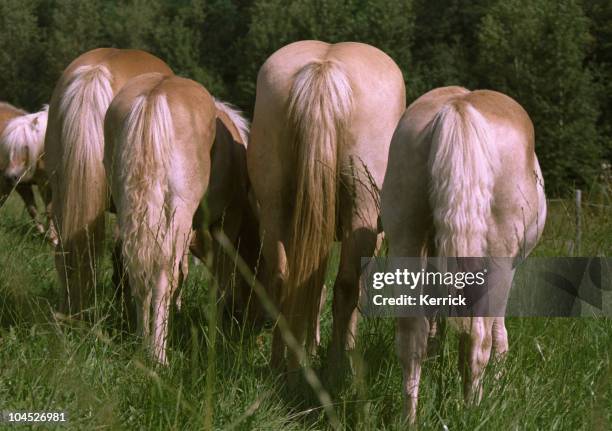 Horse Rear End Photos and Premium High Res Pictures - Getty Images