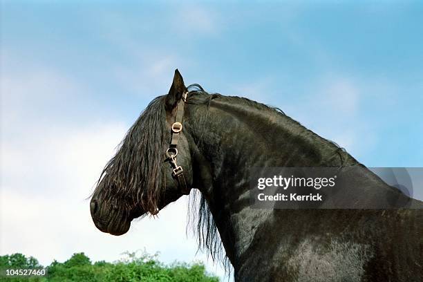 black horse - friesian stallion portrait - friesian horse stock pictures, royalty-free photos & images