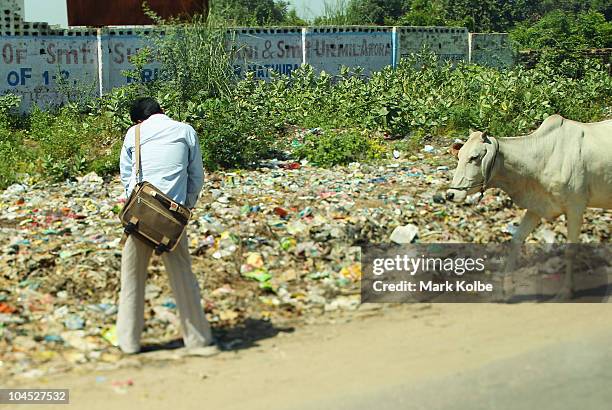 Local urinates on the road side between Delhi and Agra as a cow walks by on September 29, 2010 in Agra, India.