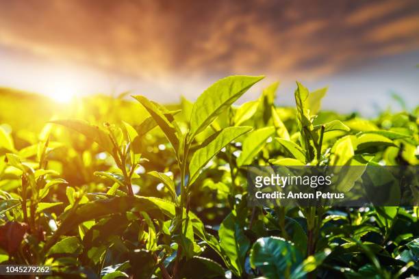 fresh green tea leaves against the sunset sky background - sri lanka and tea plantation photos et images de collection