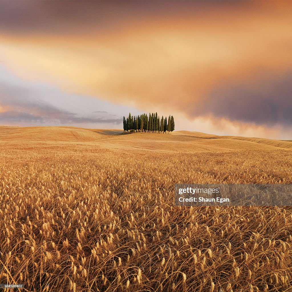 Cypress Trees in a Tuscan landscape