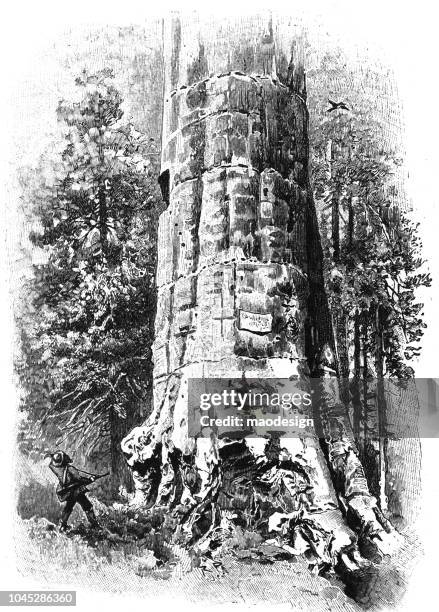 huge sequoia and hunter - 1895 - sequoia stock illustrations