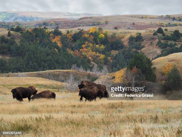 american bisons grazing at theodore roosevelt national park, north unit - grandes planícies imagens e fotografias de stock