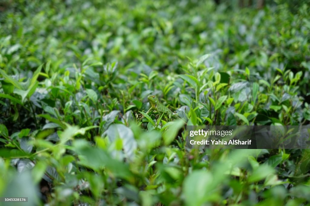 Green Lizard - Camouflage