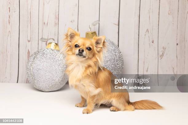 long haired chihuahua at christmas posing for the camera - long haired chihuahua stock-fotos und bilder