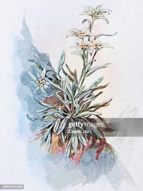 alpine flowers: edelweiss - edelweiss stock illustrations