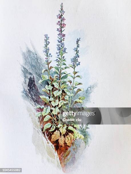 alpine flowers: bellflower - red carnation stock illustrations