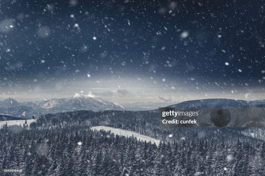 Pine Forest Covered With Snow