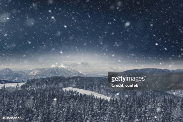 pine forest covered with snow - whiteout stock pictures, royalty-free photos & images