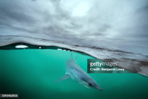 Mako Sharks in Rhode Island, USA