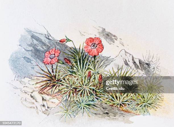alpine flowers: alpine carnation - red carnation stock illustrations