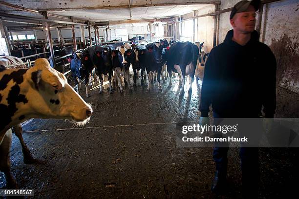 Next generation farmer Rick Roden milks cows early in the morning at the Rob-N-Cin farm on September 29, 2010 in West Bend, Wisconsin. The farm has...