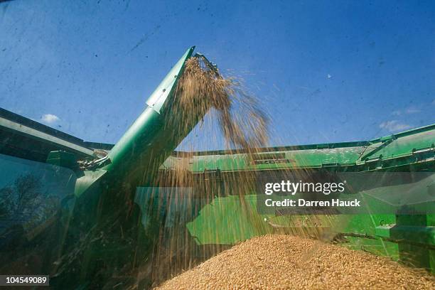 Robert Roden harvests a soy bean field on the Rob-N-Cin farm on September 29, 2010 in West Bend, Wisconsin. The farm has roughly 400 head of cattle...