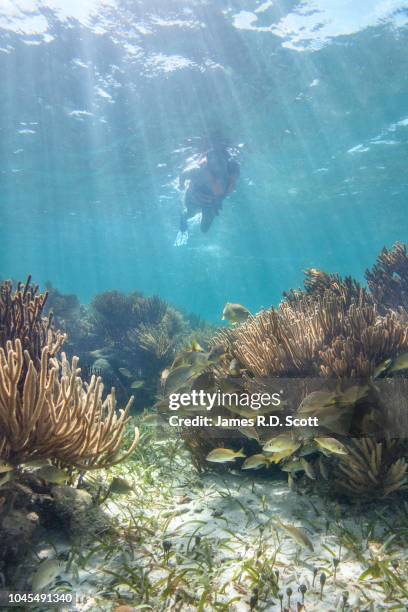 underwater shot female snorkeler at puerto morelos - parque marinho - fotografias e filmes do acervo