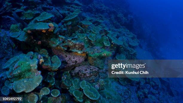 deep sea coral reef at darwin island, galapagos - galapagos islands stock pictures, royalty-free photos & images