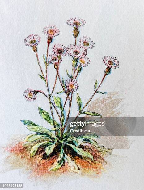 alpine flowers: herb - berufskraut - herbs isolated stock illustrations