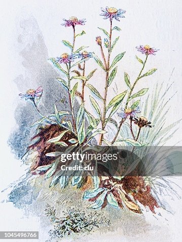 高山花: 紫草 高山花: 紫草