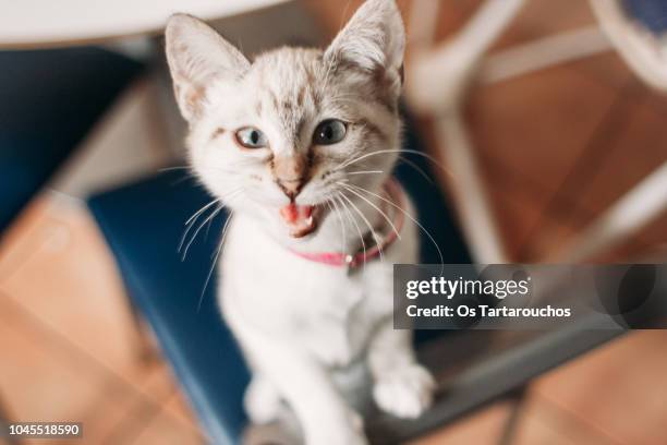 Mewewing Meowing Photos and Premium High Res Pictures - Getty Images