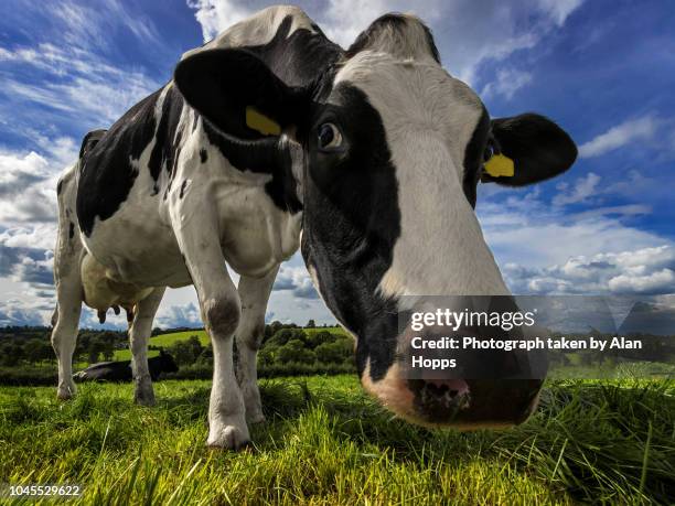 wide angle close up of a holstein cow - black and white cow stock pictures, royalty-free photos & images