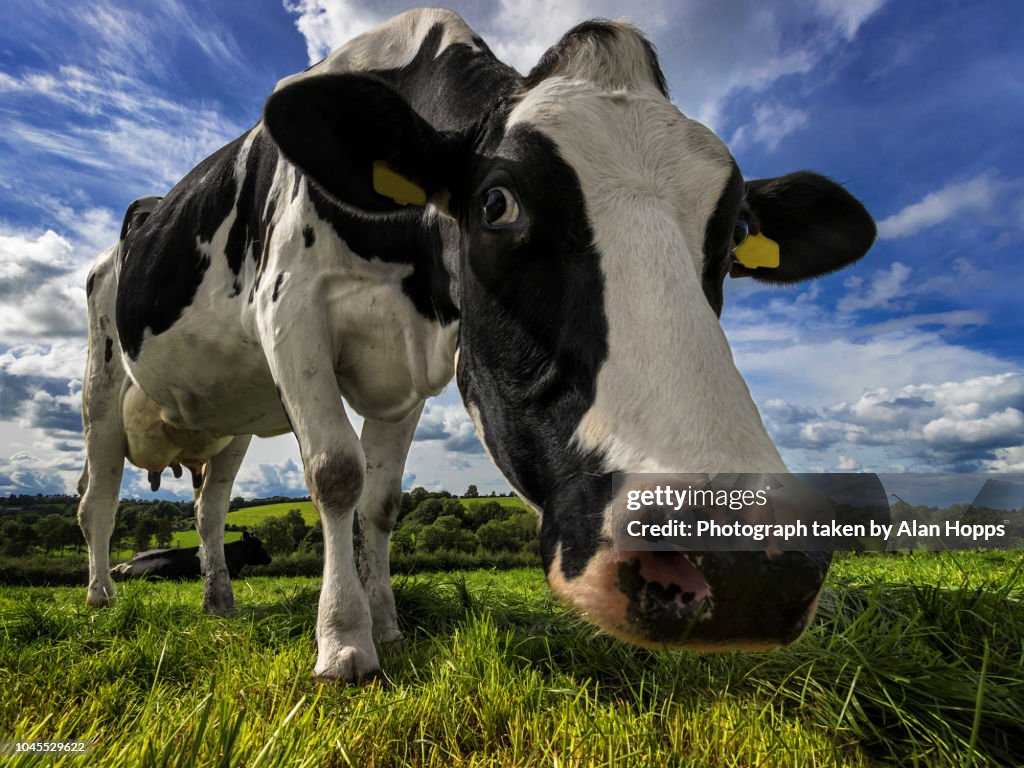 Wide angle close up of a Holstein cow