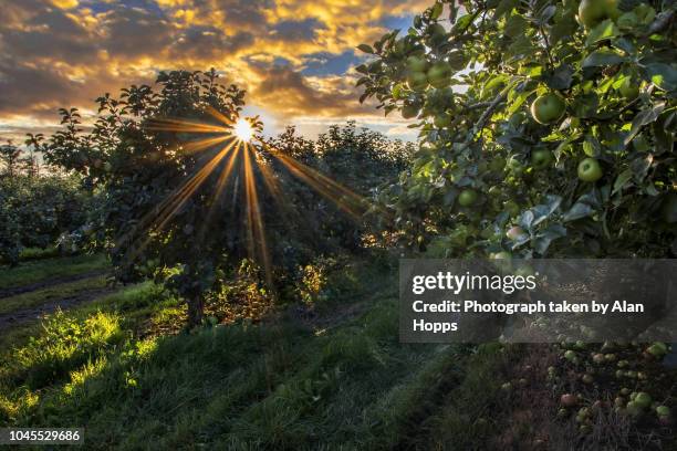 sunrise in a bramley apple orchard - pomar fotografías e imágenes de stock
