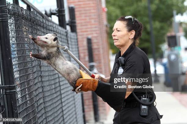 Lawrence Animal Control officer Ellen Bistany comes to the rescue of an opossum that had become stuck on top of a fence on Broadway in Lawrence, MA...