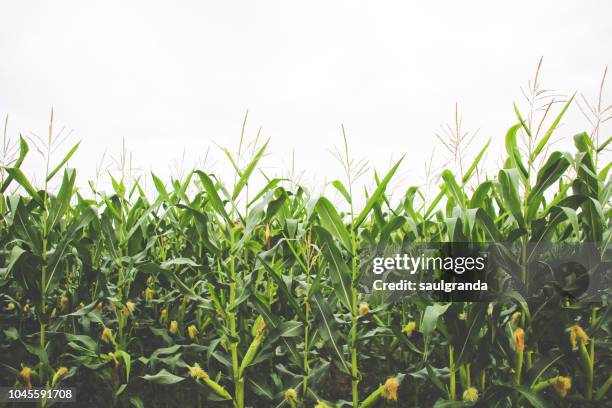 corn plantation against overcast sky - eu green stock pictures, royalty-free photos & images
