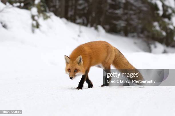 Isole Fox Photos et images de collection Getty Images