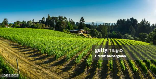 pinot noir vineyard in sonoma county, ca - aerial shot - california vineyard stock pictures, royalty-free photos & images