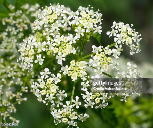 poison hemlock (conium maculatum) - poison hemlock stock pictures, royalty-free photos & images