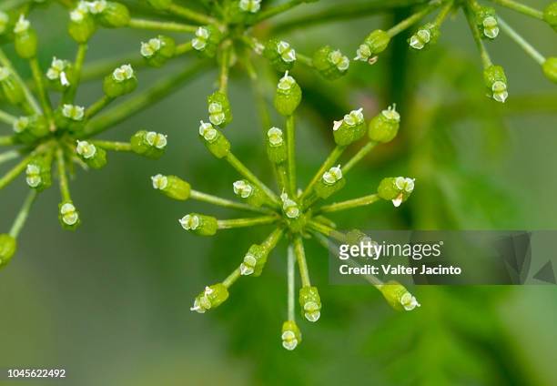 poison hemlock (conium maculatum) - poison hemlock stock pictures, royalty-free photos & images