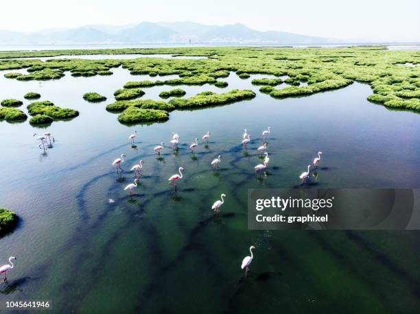 flamants roses - wildlife photos et images de collection