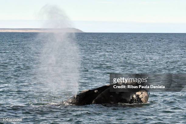 Southern Right Whale is seen on September 20, 2018 in Puerto Piramides, Argentina.