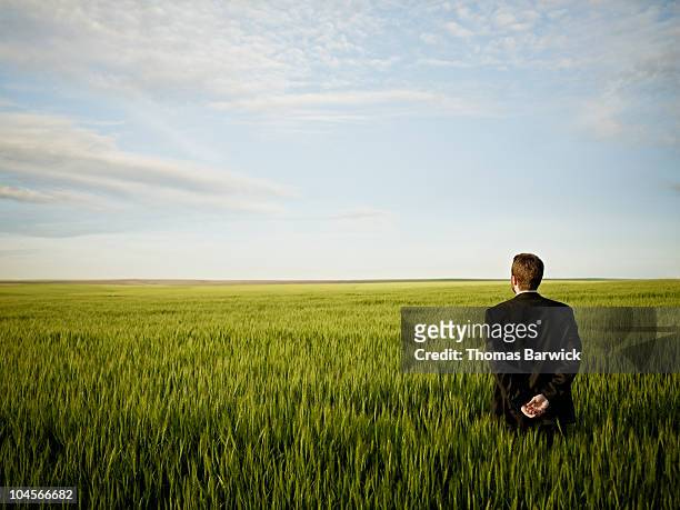 businessman standing in wheat field looking out - crop plant stock-fotos und bilder