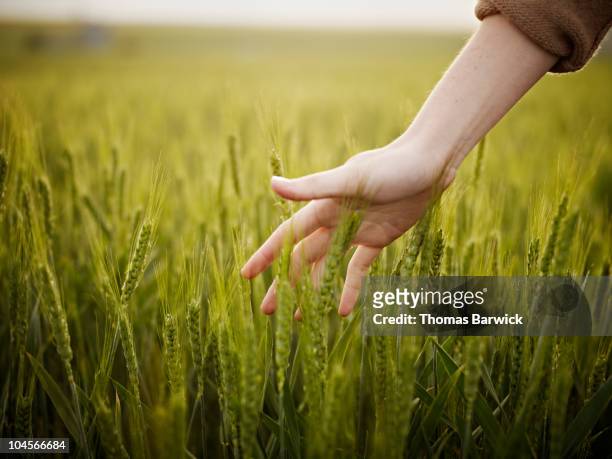 woman's hand touching wheat in field - grano foto e immagini stock