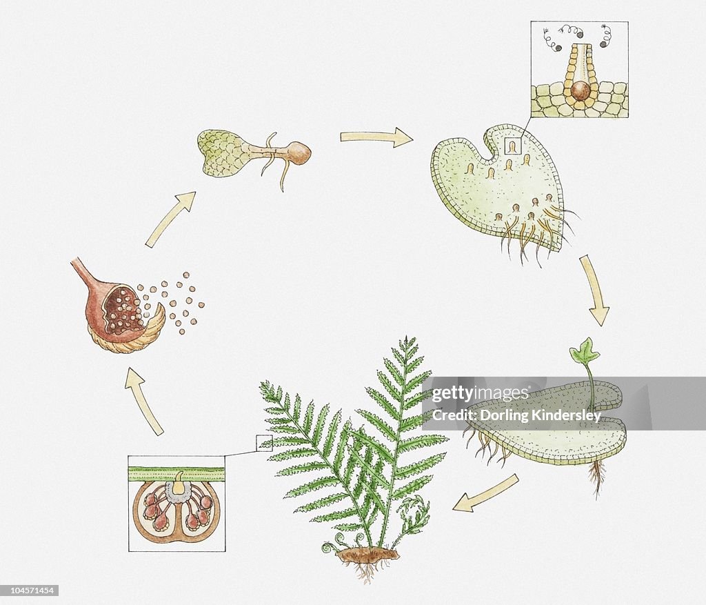 Life Cycle Of A Fern