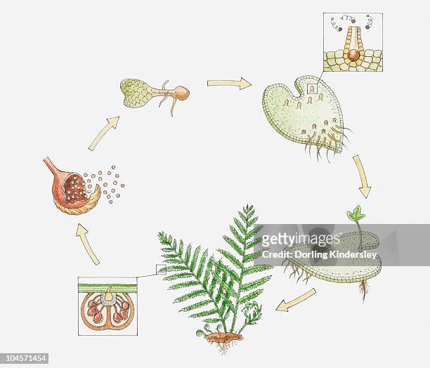 illustration of the life cycle of a fern, inset showing spermatozoa entering female organ (archegonia) - archegonia stock illustrations