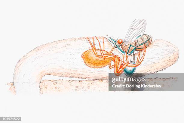 illustration of a female purse-web spider (atypidae) dragging an insect from trap into underground burrow - spider stock-grafiken, -clipart, -cartoons und -symbole