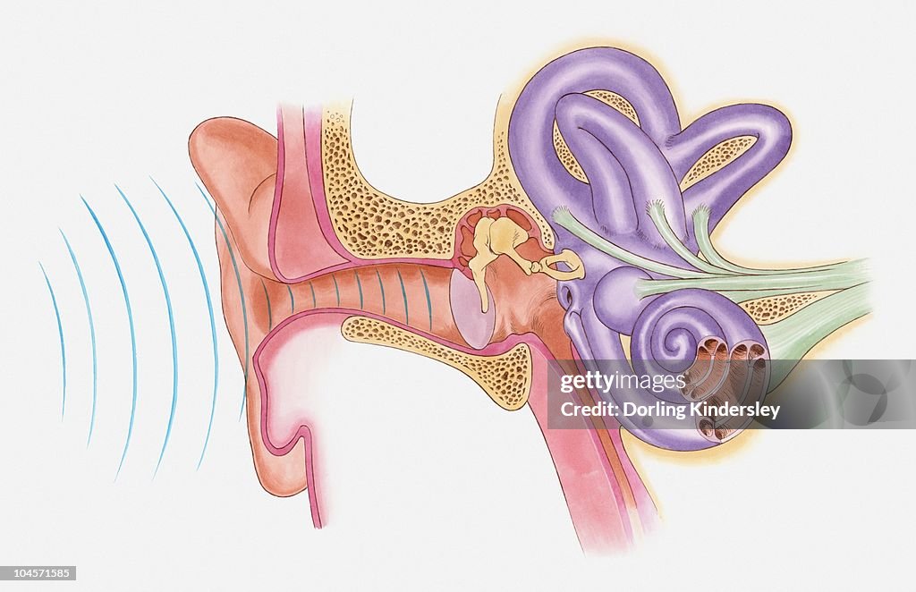 G Sound Anatomically Anatomical Illustration Of Sound Vibrations Entering Ear Ilustración de ...