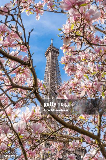 spring in paris - paris springtime stock pictures, royalty-free photos & images