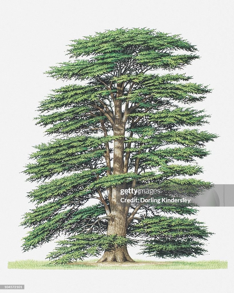 Illustration of Cedrus libani (Cedar of Lebanon) tree