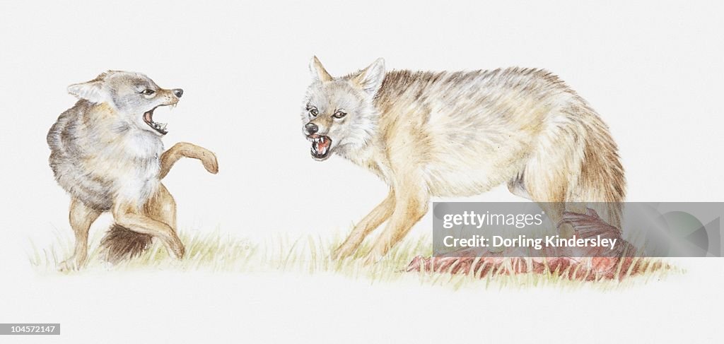 Illustration of Black-backed jackal (Canis mesomelas) with its kill, growling at another jackal