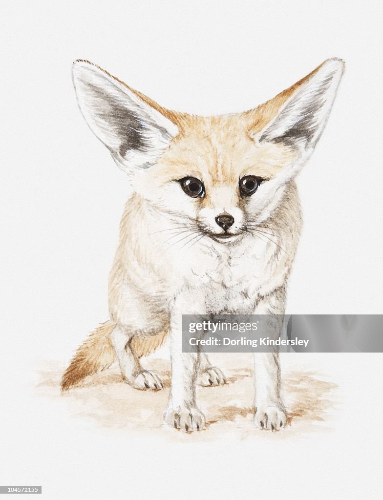 Illustration of a Fennec fox (Vulpes zerda), front view