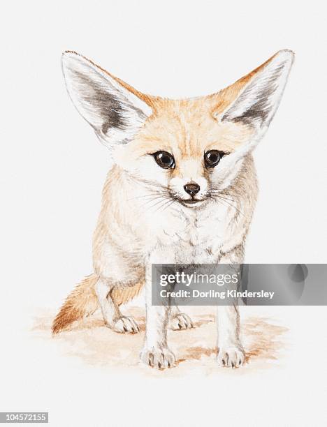 illustration of a fennec fox (vulpes zerda), front view - fennec fox white background stock illustrations