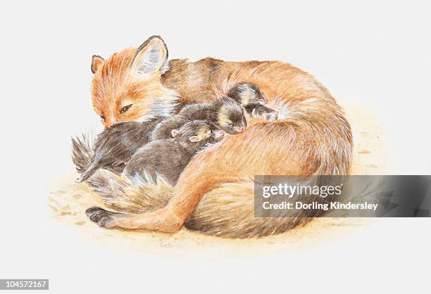 illustration of a red fox (vulpes vulpes) curled up with cubs - red fox stock illustrations