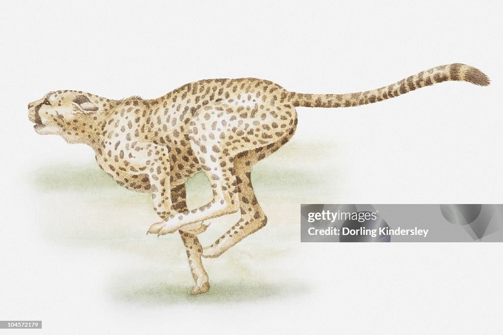 Illustration of a cheetah sprinting, side view